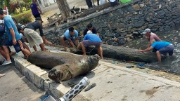 Porter Pelabuhan Bawean Menggelar Aksi Bersih-bersih Sampah di Pantai