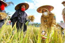 Pastikan Stok Pangan Aman, Ini Langkah Banyuwangi Antisipasi Dampak El Nino
