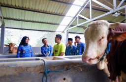 Tips Seorang Pemuda di Banyuwangi Sukses Ternak Sapi Beromset Rp5 Miliar