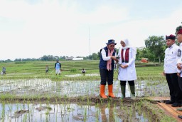 Banyuwangi Terapkan Pemupukan Berbasis IoT Atasi Kelangkaan Pupuk Subsidi