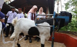 Baca juga : Pemuda Banyuwangi Sukses Berdayakan Warga Jadi Peternak Kambing Perah