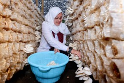 Warga Kampung Jamur di Banyuwangi Mampu Produksi 15 Ton Jamur Sebulan