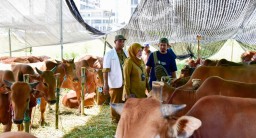 Pemkot Pastikan Hewan Kurban di Surabaya Miliki Rekomendasi DKPP