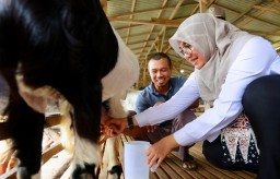 Cerita Mantan TKI Banyuwangi Sukses Usaha Susu Kambing Perah