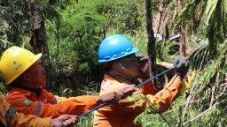 PLN Rabas Pohon Sekitar Jaringan SUTT Guna Pertahankan Zero Kritis di Jalur Right Of Way