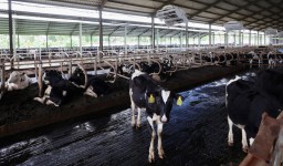 Modernisasi Peternakan Banyuwangi Hasilkan 32 Ton Susu Segar Per Hari