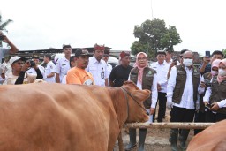 Baca juga : 33 Ribu Sapi di Banyuwangi Divaksin Untuk Cegah Wabah PMK