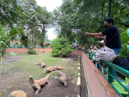 Komodo KBS Akan Dilepasliarkan ke NTT untuk Perkuat Konservasi Nasional