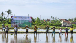 Antisipasi Kemarau Panjang, Banyuwangi Percepat Tanam Padi demi Amankan Produksi Pangan