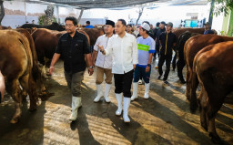 Jelang Idul Adha 2026, Pemkot Surabaya Wajibkan Hewan Kurban Bersertifikat Sehat Cegah PMK dan Antraks