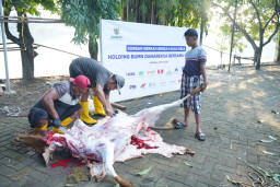 SIER dan Holding BUMN Danareksa Salurkan 3.000 Paket Daging Kurban, Perkuat Ketahanan Pangan Warga