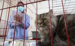 HJKS ke-733, Pemkot Surabaya Buka Sterilisasi Gratis untuk 100 Kucing Lokal