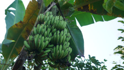 Pohon Pisang Milik Petani di Gunungkidul Bisa Buah 4 Tandan Satu Pohon