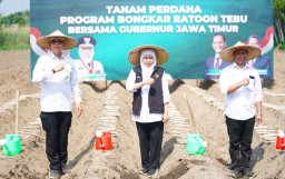 Jatim Genjot Bongkar Ratoon Tebu di 24 Daerah, Khofifah Targetkan Swasembada Gula Nasional Tercapai
