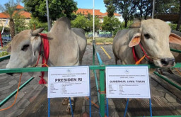Masjid Al Akbar Surabaya Pamerkan Sapi Kurban Presiden 1,1 Ton dan Belgian Blue Milik Gubernur Jatim