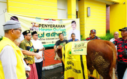 Ali Mufti Kurban Sapi Simental 652 Kg, Golkar Jatim Distribusikan Daging ke Masyarakat dan 75 Yayasan