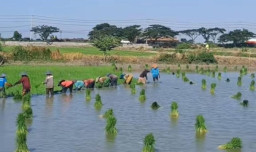 PLN Hadirkan SEDAP BANJAR di Gresik, Pertanian Berbasis Listrik Dorong Produktivitas Petani