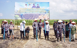 TNI AL dan Pemkab Banyuwangi Perluas Tanam Kedelai 1.200 Hektare, Perkuat Swasembada Pangan Nasional