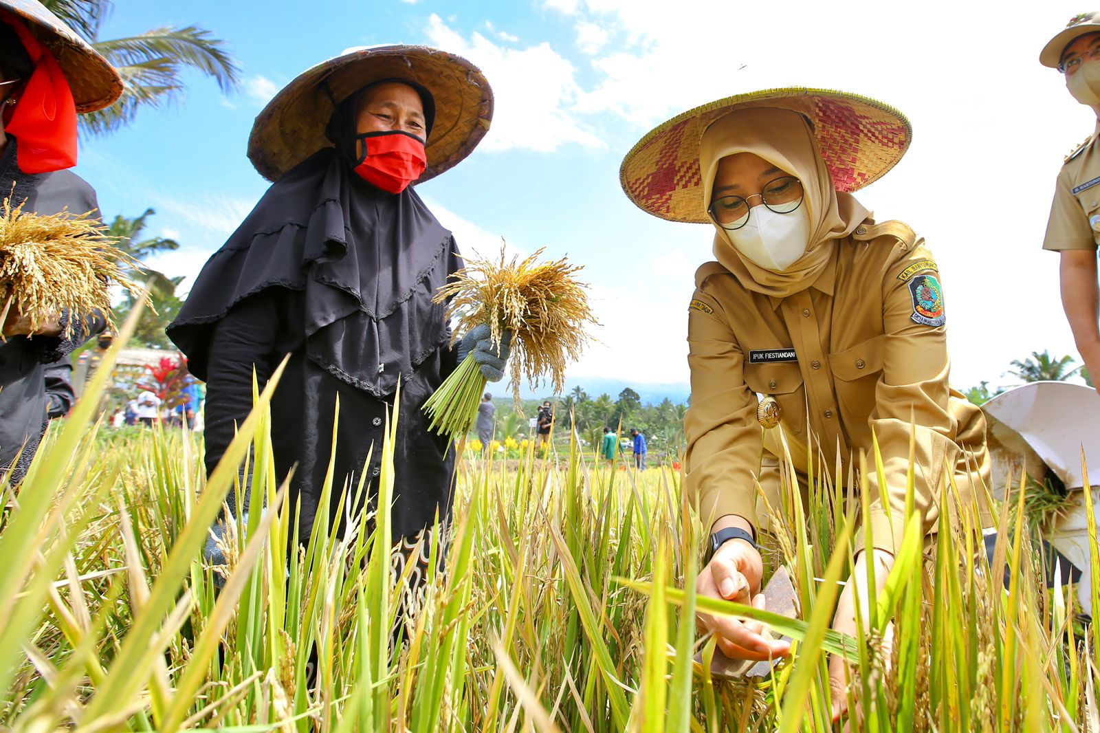 Bupati Banyuwangi Ipuk Fiestiandani, saat meninjau pertanian di wilayahnya. (Dok: Humas Pemkab Banyuwangi)