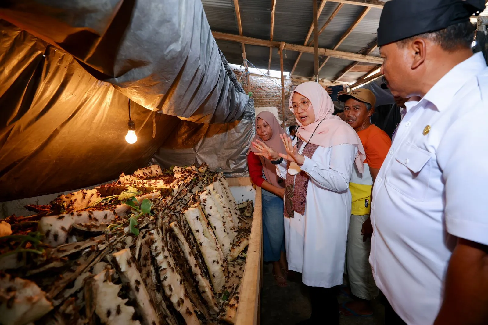Demi Hidupi Keluarga, Ibu-Ibu di Desa Bagorejo Banyuwangi Ternak Jangkrik