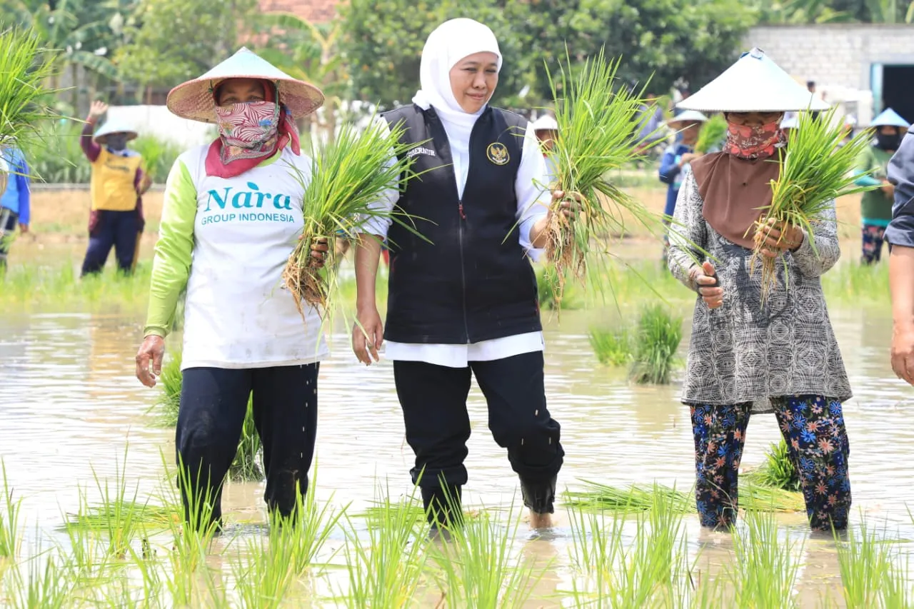 Tanam Padi Inpari 32 dan Kembangkan Pupuk Organik, Khofifah: Jadi Best Practice dan Referensi Terbaik dari Tuban
