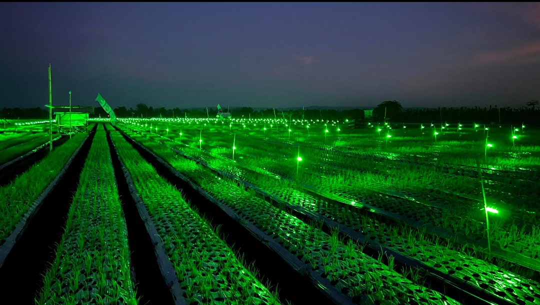 Light Trap warna hijau di lahan pertanian bawang di Kabupaten Banyuwangi. (Dok: Humas Pemkab Banyuwangi)