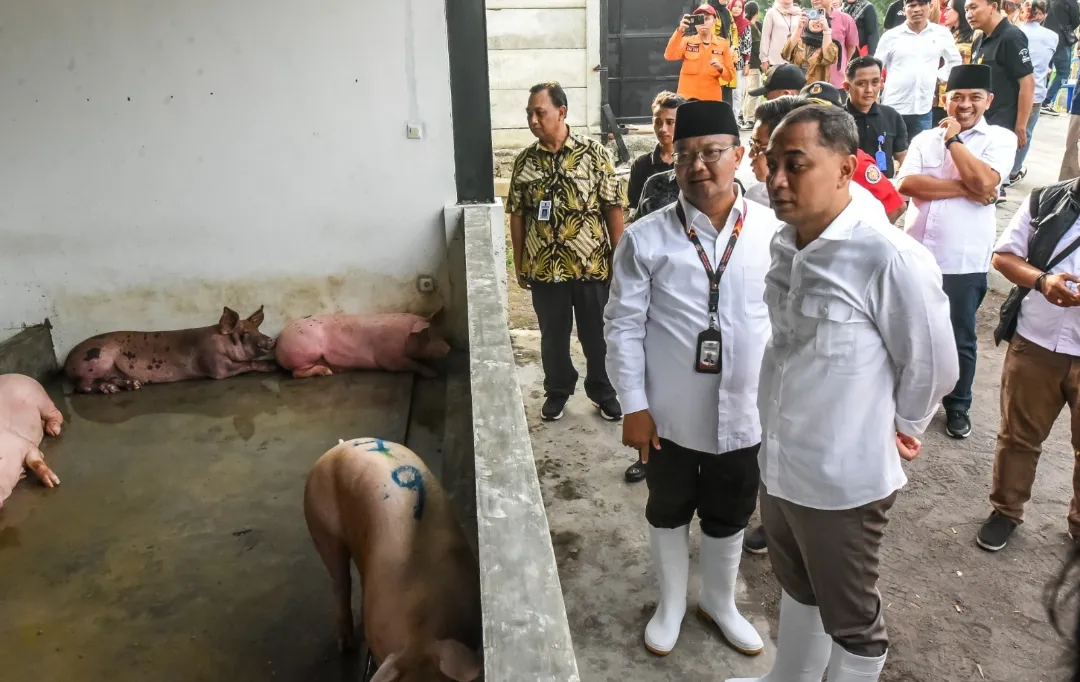 Kandang Babi di Kawasan Ampel Surabaya Resmi Dipindah ke Banjarsugihan