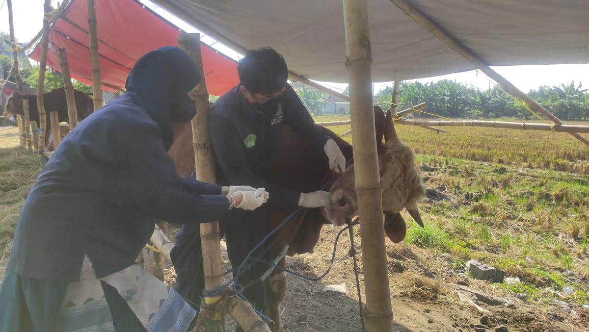 Petugas Dinas Pangan dan Pertanian (Dispaperta) Kabupaten Sidoarjo memeriksa hewan kurban. (Istimewa)