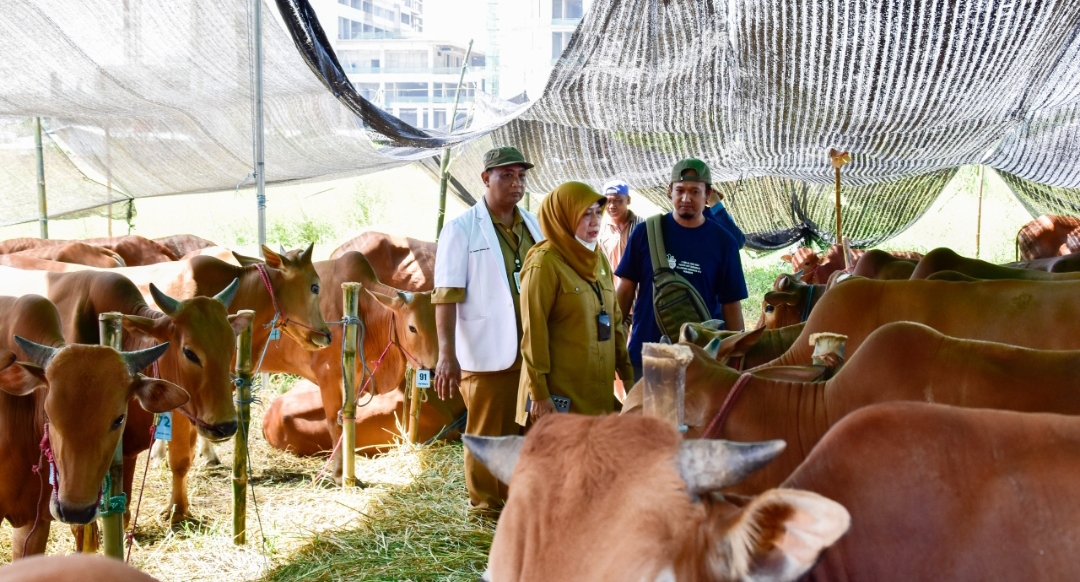 Pemkot Surabaya mengecek kesehatan hewan kurban menjelang Iduladha. (Dok: Humas Pemkot Surabaya)