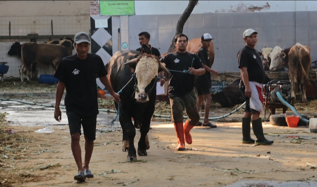 Hewan kurban sapi di Perusahaan Daerah Rumah Potong Hewan (PD RPH) Kota Surabaya. (Dok: Humas Pemkot Surabaya)