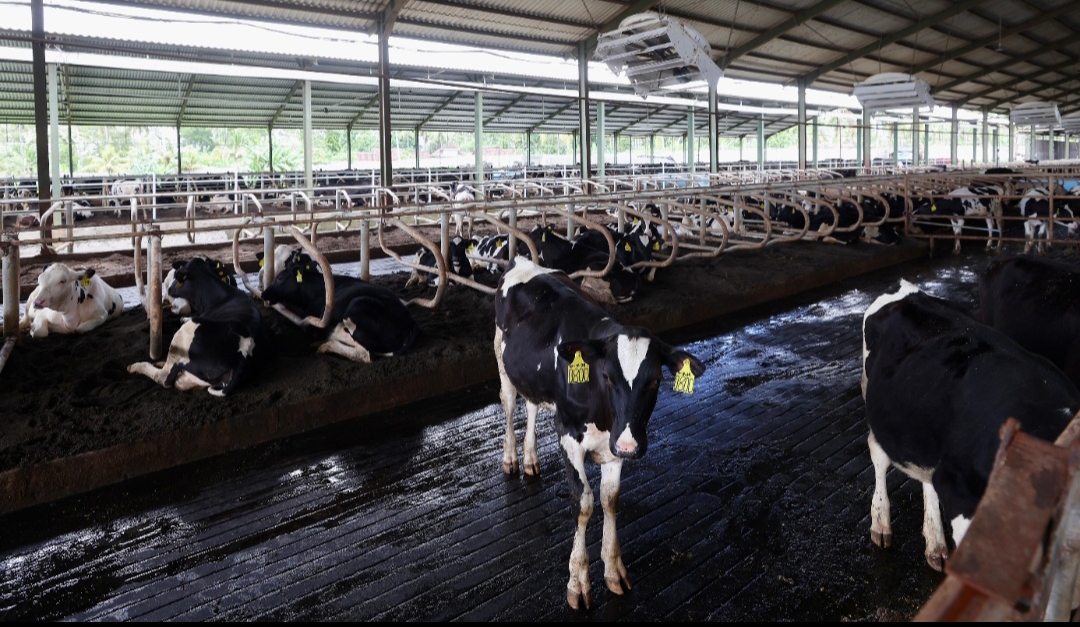 Sapi ternak di Kabupaten Banyuwangi, Jawa Timur. (Dok: Humas Pemkab Banyuwangi)