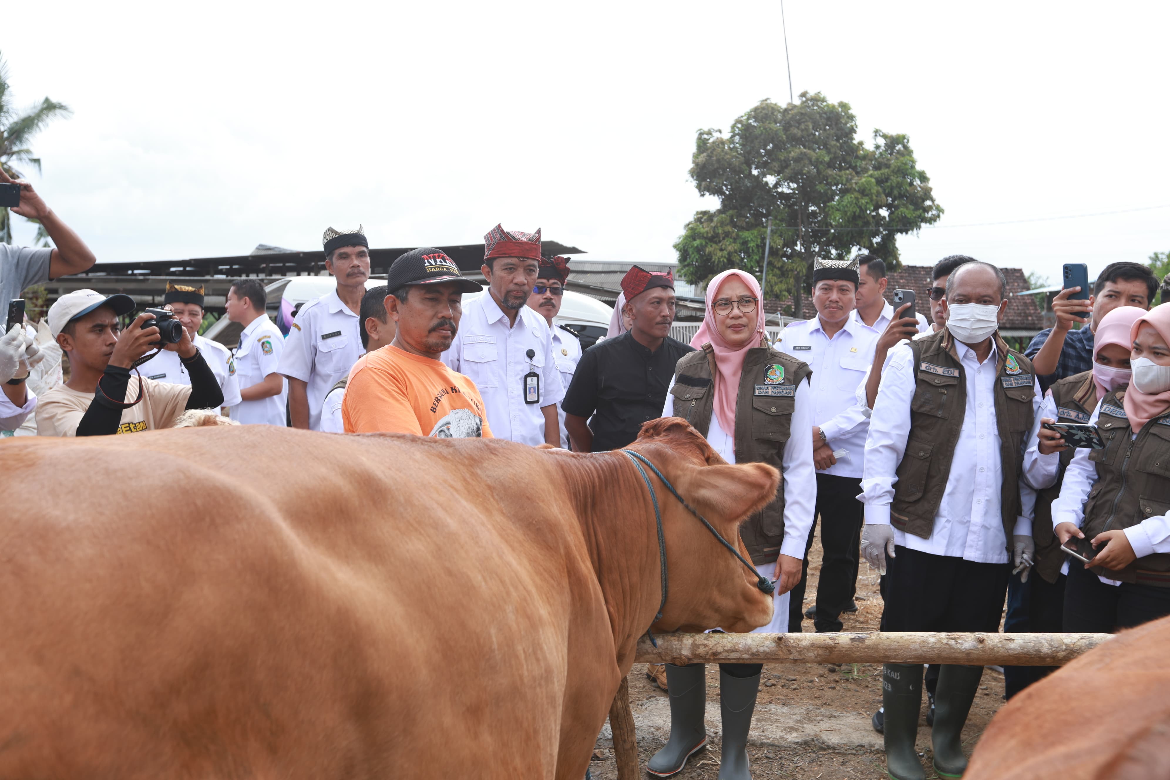 Bupati Banyuwangi, Ipuk Fiestiandani, saat meninjau pelaksanaan vaksinasi di peternakan Karya Etawa Farm, Kelurahan/Kecamatan Kalipuro, Banyuwangi. (Dok: Humas Pemkab Banyuwangi)