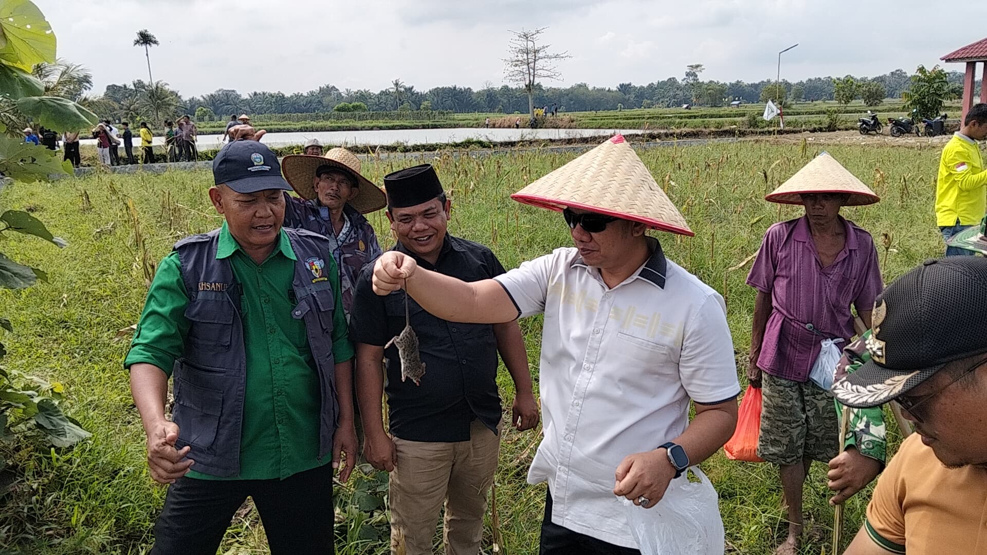 Anggota DPRD Sumut Darma Putra Rangkuti saat ikuti kegiatan grobyok tikus di Desa Pematang Gajing, Simalungun, Sumut.