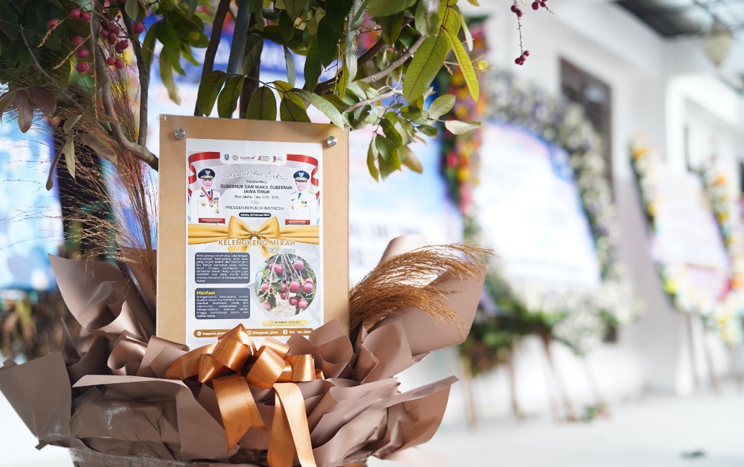 Hadiah Bibit Klengkeng Merah Sambut Gubernur Khofifah di Grahadi. (Insani/Jurnas.net)