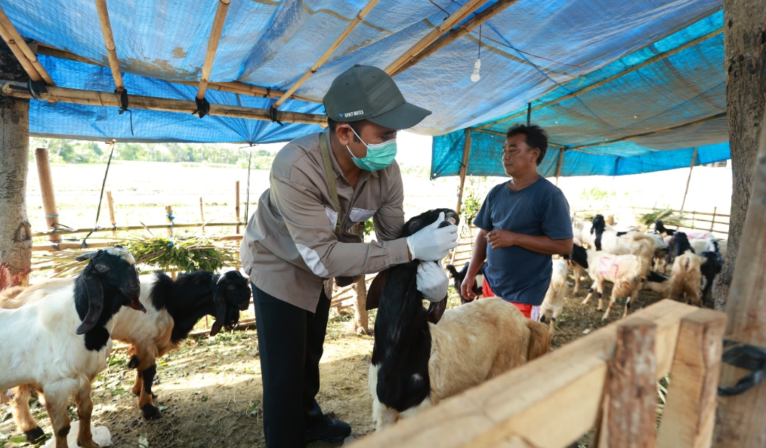 Petugas kesehatan hewan Banyuwangi memeriksa kondisi kesehatan hewan kurban menjelang Hari Raya Idul Adha. (Dok: Humas Pemkab Banyuwangi)