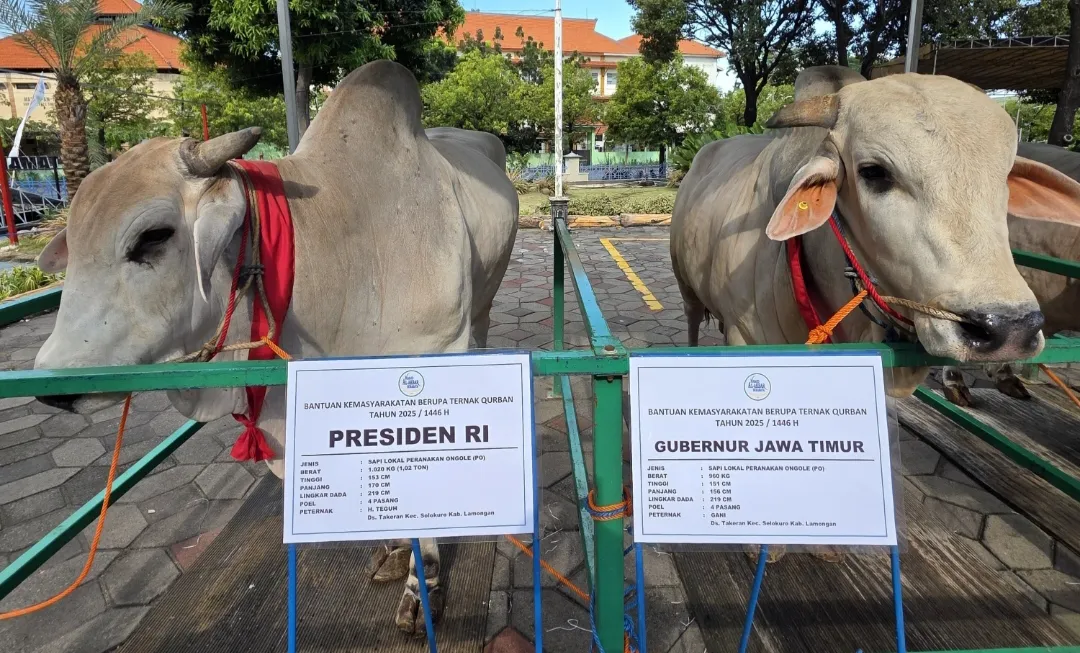 Sapi Kurban Presiden Prabowo Hingga Gubernur Khofifah: Unggulan Peranakan Jenis Ongole