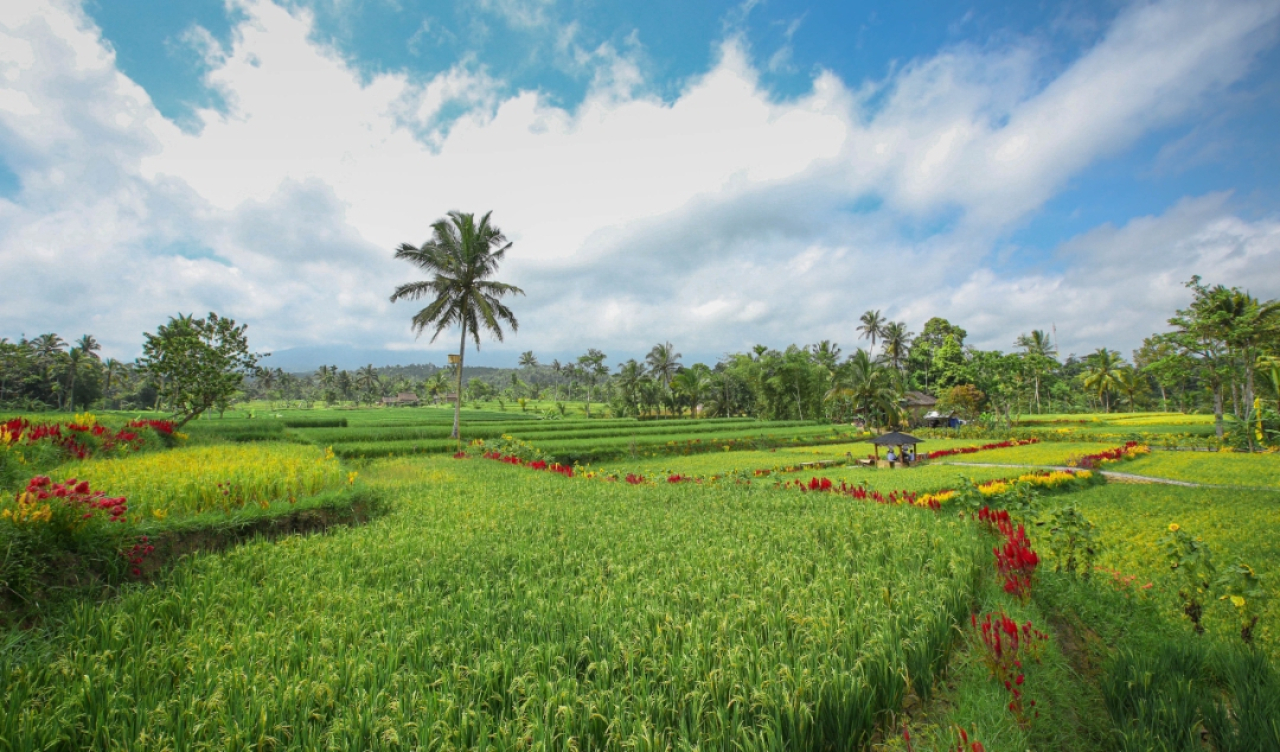 Jalur emas menuju Hidden Gem di kaki Gunung Ijen Kabupaten Banyuwangi. (Humas Pemkab Banyuwangi)