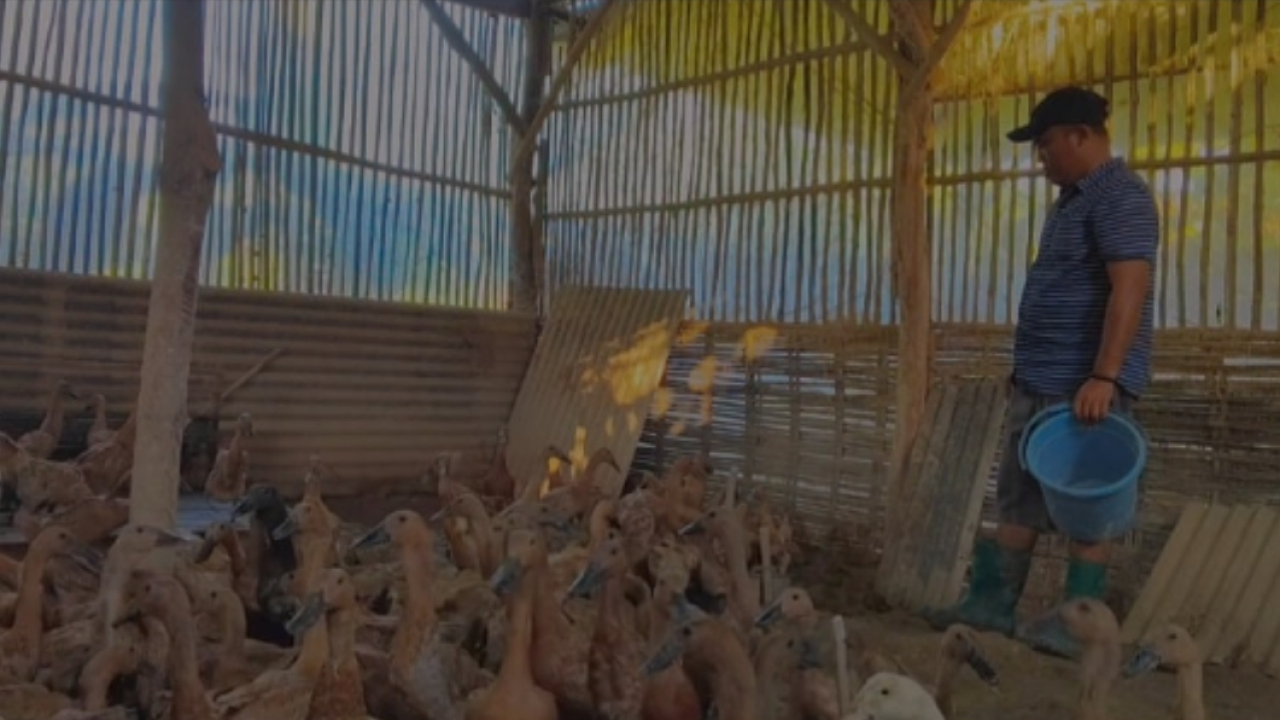 Saifullah, peternak bebek petelur di Dusun Slabayan, Desa Sejati, Kabupaten Sampang, Madura. (dok: MedcoEnergi)