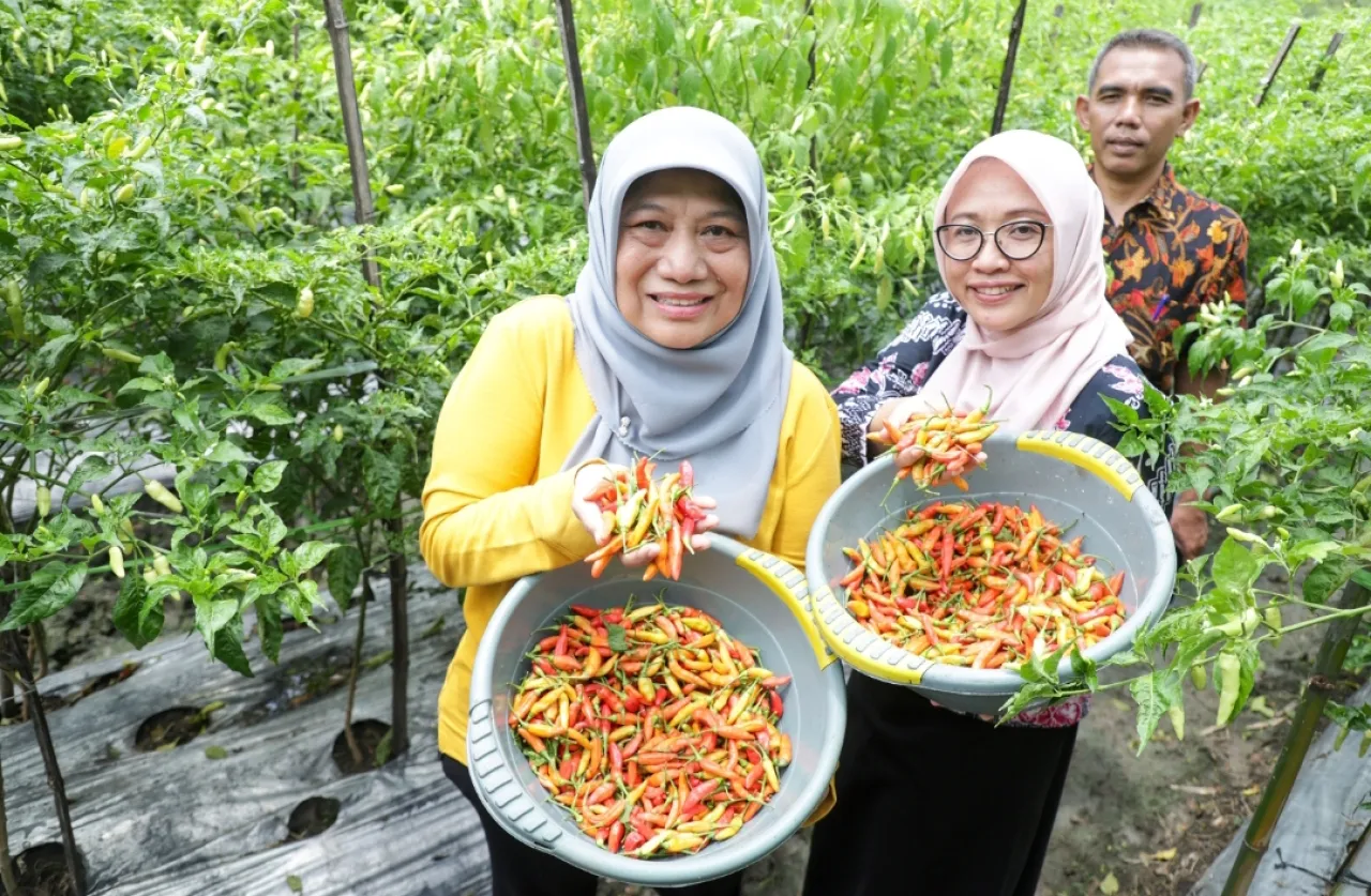 Panen Cabai Lokal Jadi Andalan Surabaya Tekan Harga Jelang Ramadan