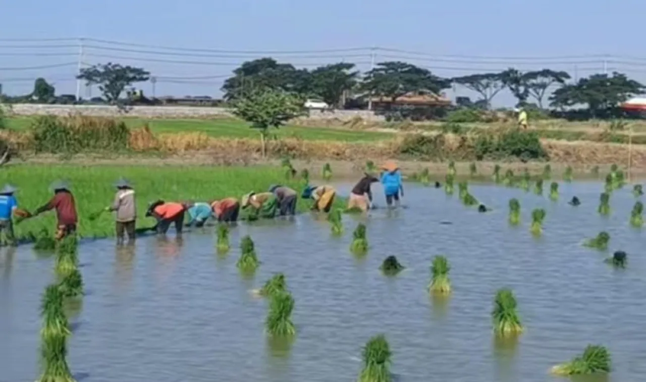 PLN Hadirkan SEDAP BANJAR di Gresik, Pertanian Berbasis Listrik Dorong Produktivitas Petani