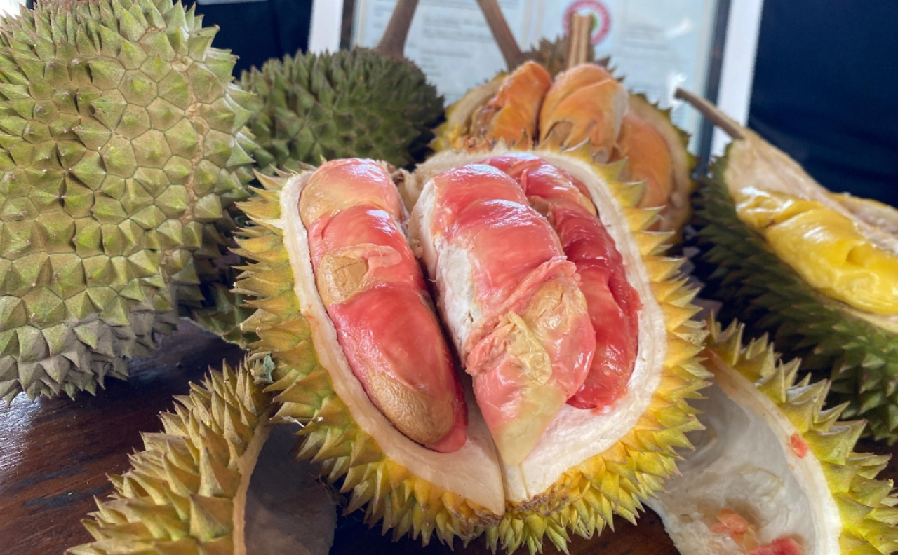 Durian merah Banyuwangi. (Humas Pemkab Banyuwnagi)