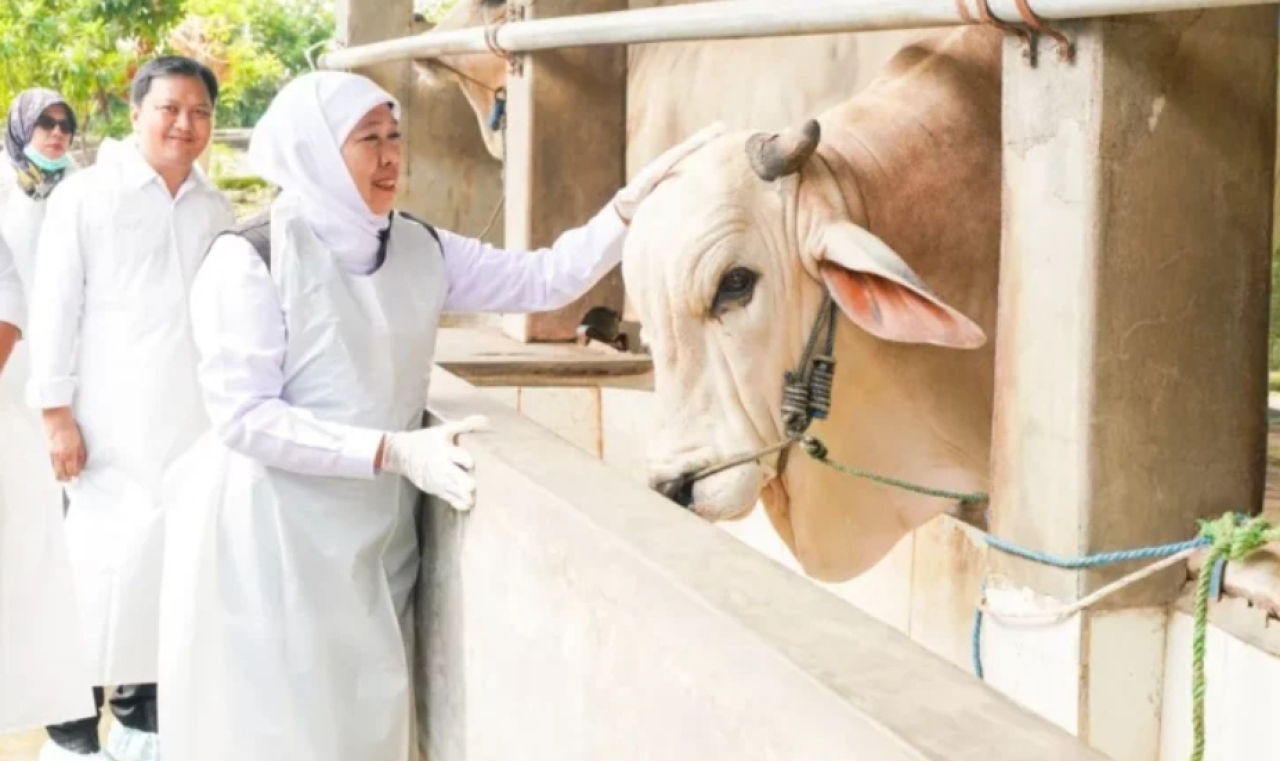 Gubernur Jatim Khofifah Indar Parawansa saat meninjau hewan ternak di wilayahnya. (Humas Pemprov Jatim)