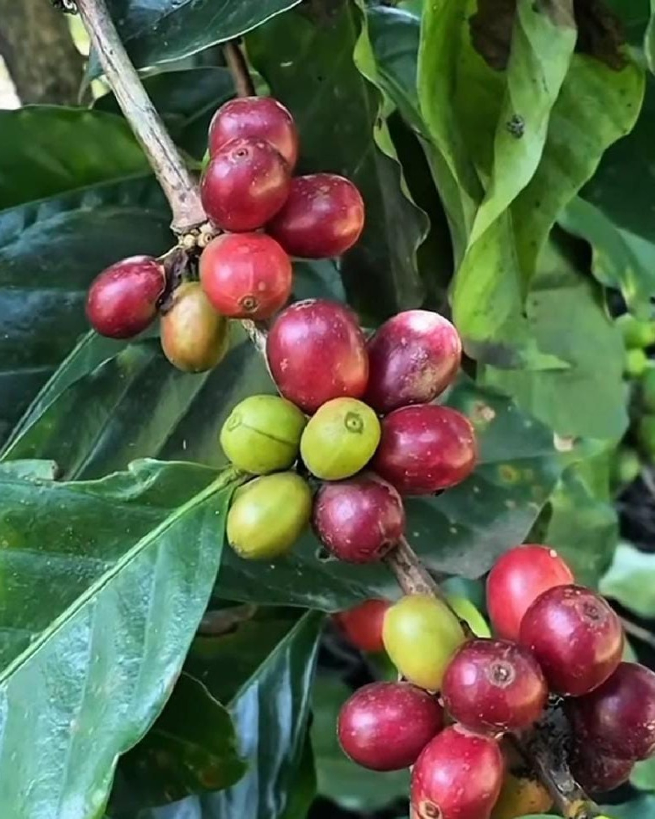 Kopi Yellow Bourbon khas Kabupaten Banyuwangi. (Humas Pemkab Banyuwangi)