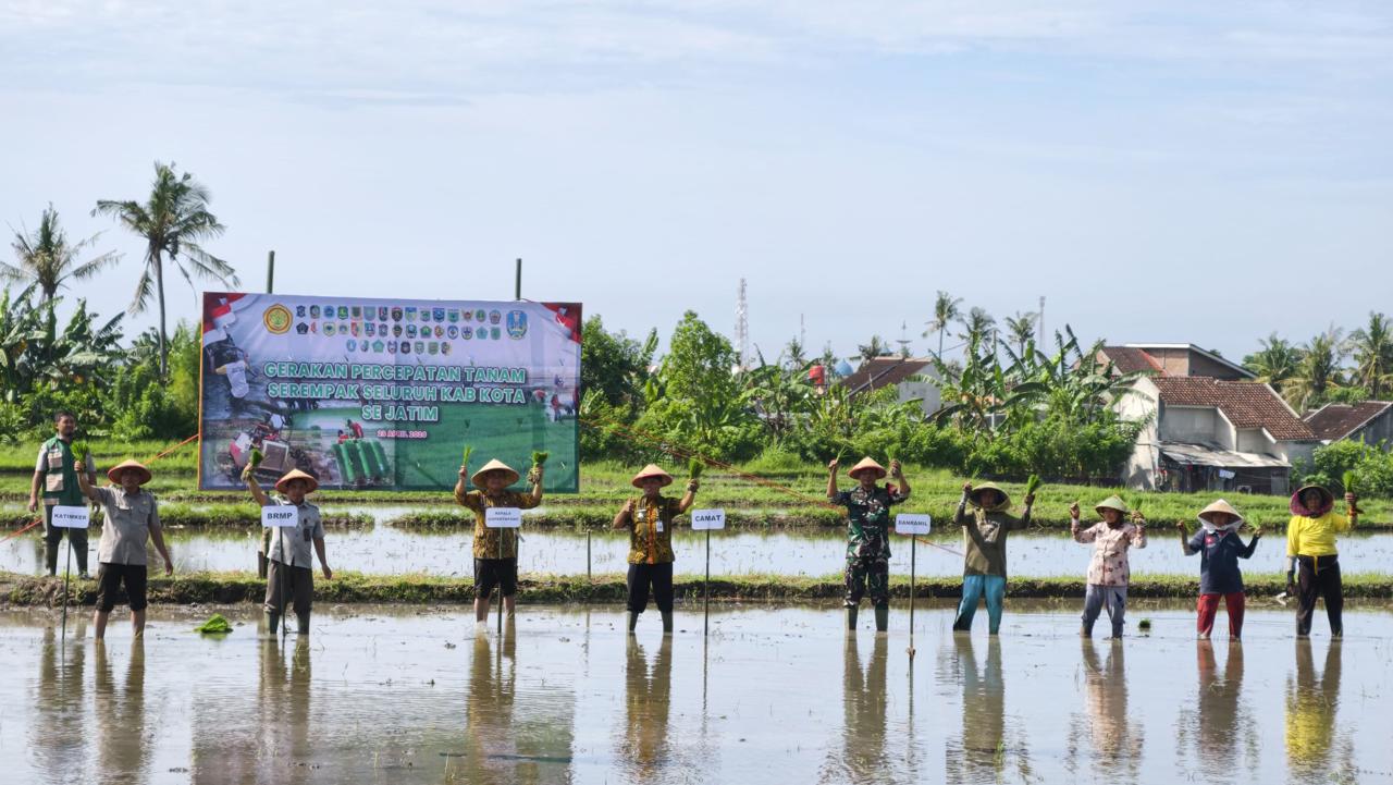 Gerakan tanam padi serentak di Banyuwangi. (Humas Pemkab Banyuwangi)
