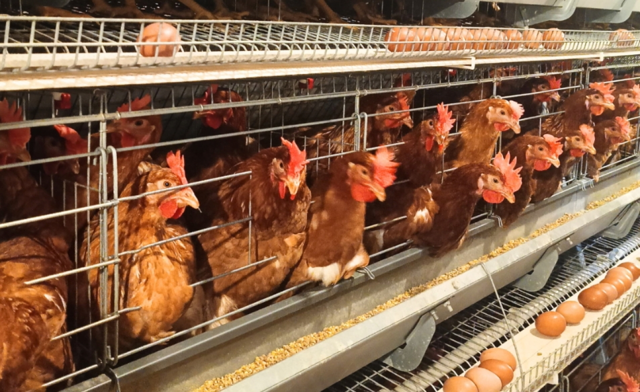 Ayam petelur. (Istimewa)