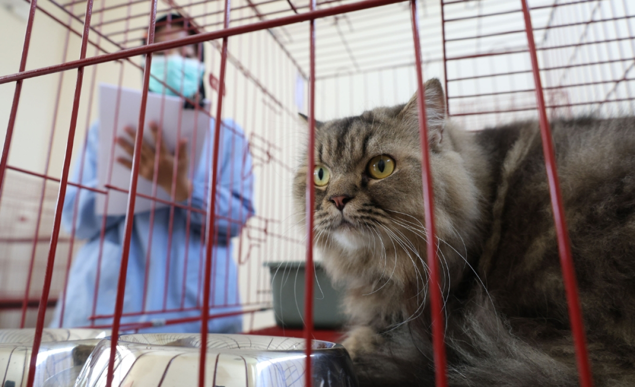 Ilustrasi sterilisasi kucing di Pusat Kesehatan Hewan (Puskeswan) di Surabaya. (Humas Pemkot Surabaya)
