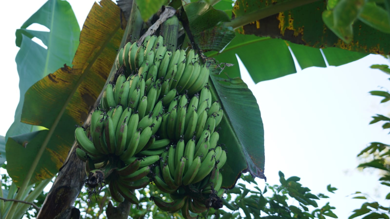 Pohon pisang petani di Gunungkidul berbuah beberapa tandan. Dok. Istimewa