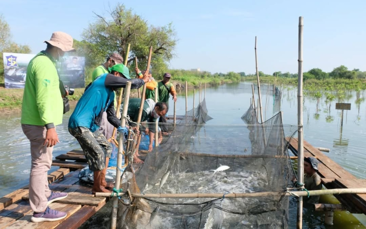 Panen ikan di tambak mangrove Surabaya. (Humas Pemkot Surabaya)