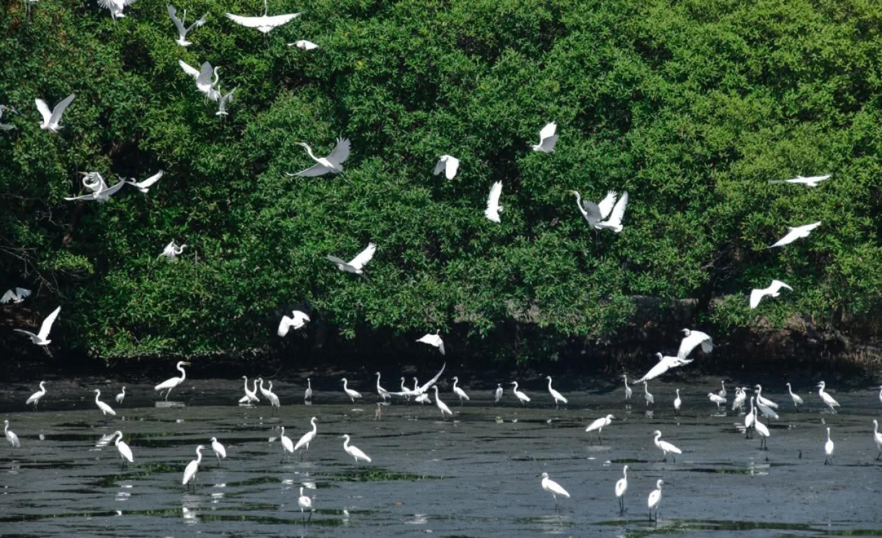 Suasana mangrove di Surabaya. (Humas Pemkot Surabaya)