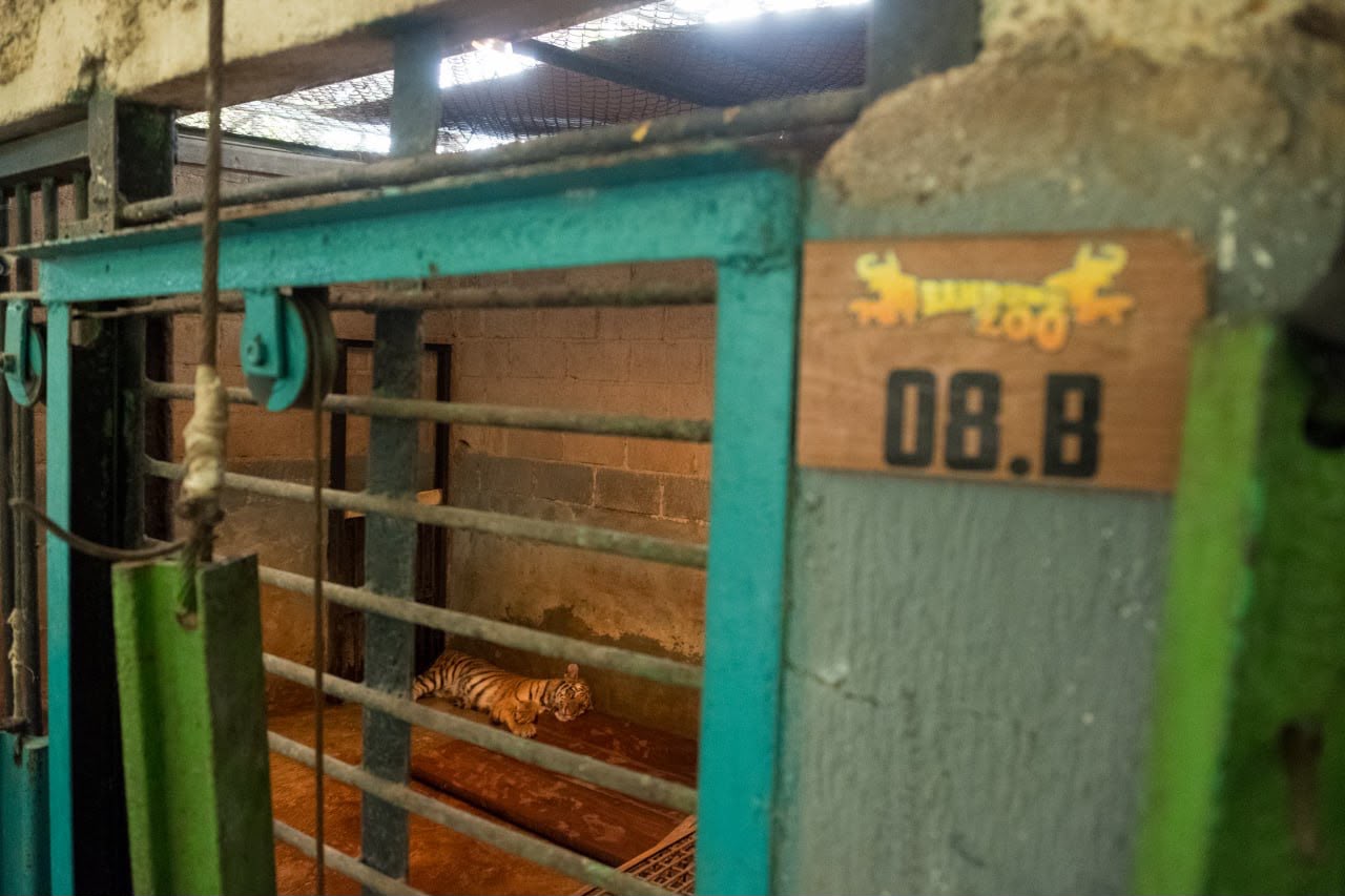 Ilustrasi Bandung Zoo